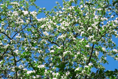 FLOWERING OF AN APPLE