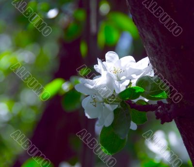 flowerings of an apple-tree