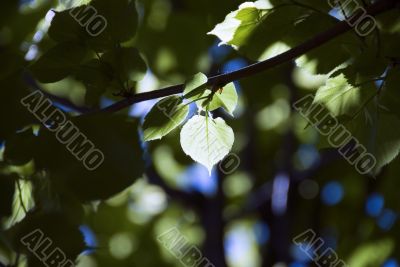 Green leaf