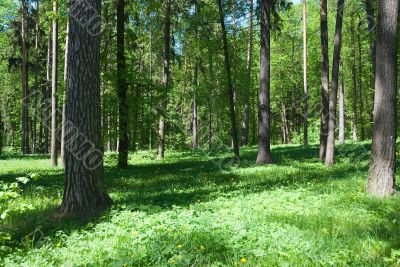 green forest