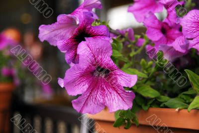 Pink Morning Glory Ipomoea Flower