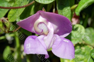 Orchid Flower Purple Mauve Color