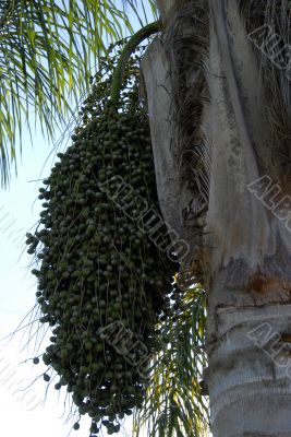 Date Palm Fruits