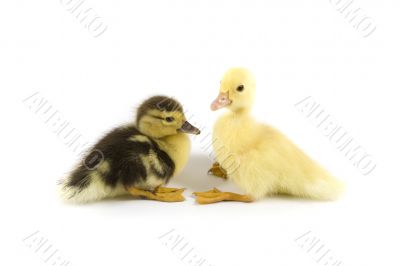 Duckling