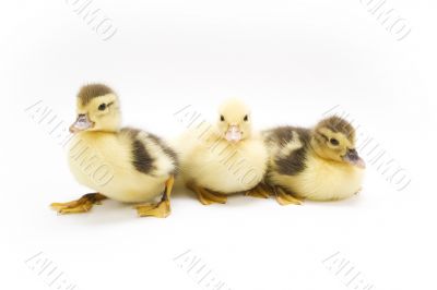 Ducklings