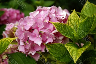 Pink Hortensia