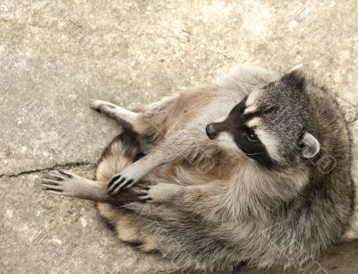 Sitting and relaxing racoon