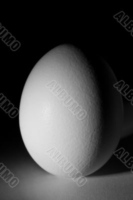 Chicken egg