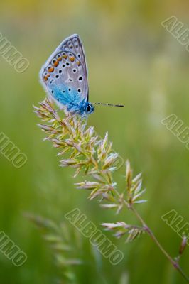 The butterfly on a branch