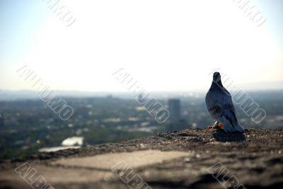 alone bird view