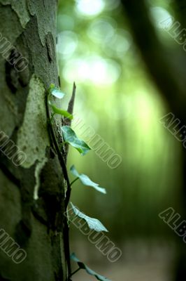 Green Plant