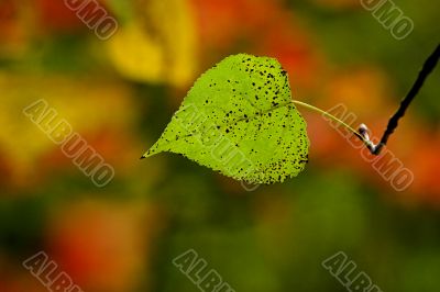 Fall leaves