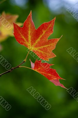 Fall leaves