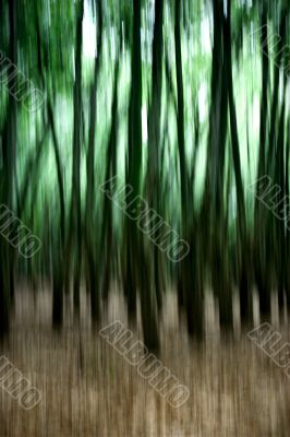 Green Forest