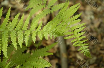 Fern leaves into a french forest