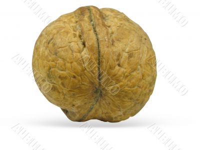 single walnut isolated on a white background