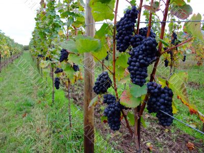 grapes Pinot noir in Alsace