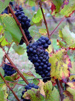 details of french grapes Pinot noir in Alsace