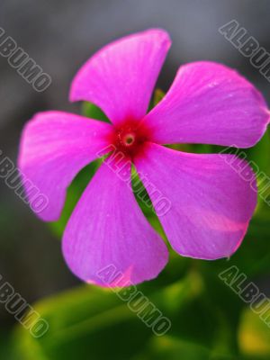 Pink Periwinkle Flower