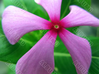 Pink Periwinkle Flower