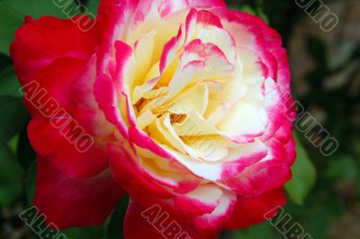 Pink Rose Closeup