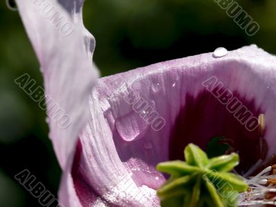 Flower.. Rain drops.