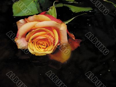 Art. Roses in water.