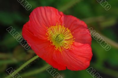 Poppy Flower in Pink