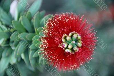 Ficus Flower