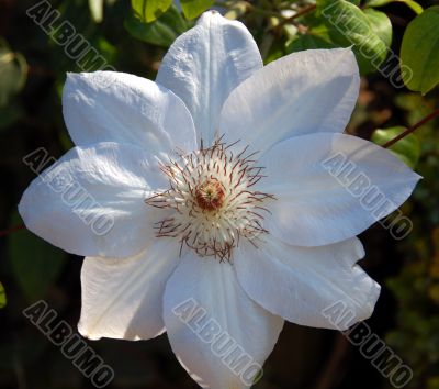 White Clematis Flower