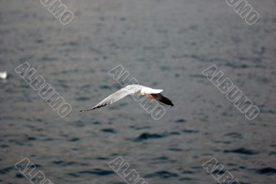 sea-gull