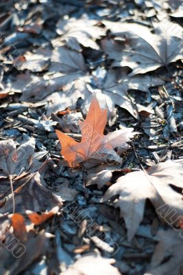 summer leaves