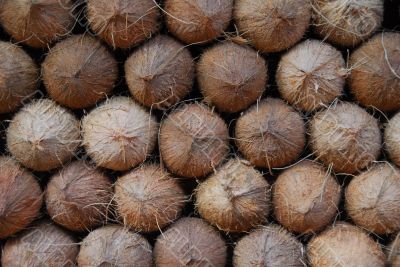 coconut fruit for sale