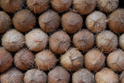 coconut fruit for sale