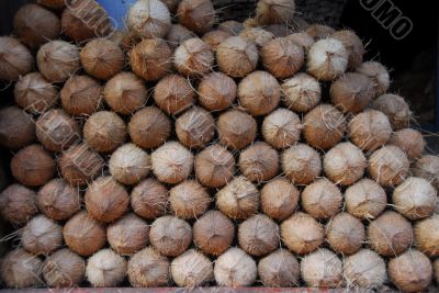 coconut fruit for sale