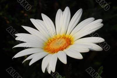 White Gerbera Daisy Flower