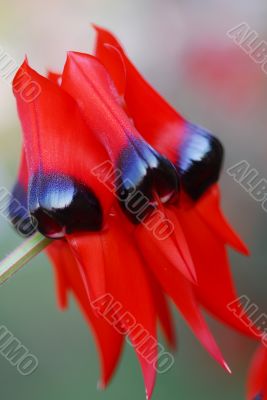 Red Black Clianthus Flower