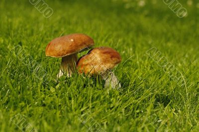 fresh mushrooms