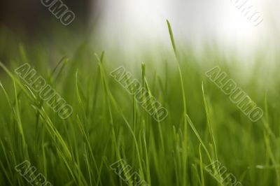 green grass