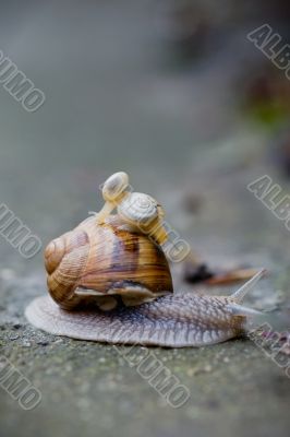 snails