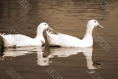 Snow Goose Couple sepia