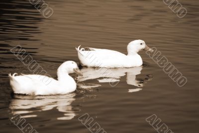 Snow Goose Pair sepia