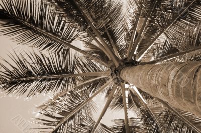 High Rising Palm Tree sepia