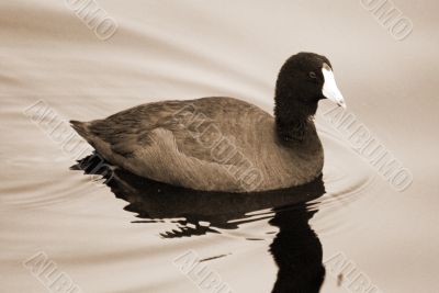 White Fronted Goose sepia