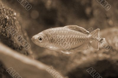 Fish in Aquarium sepia