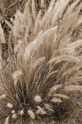 Grass Flowers sepia