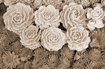 Succulents sepia