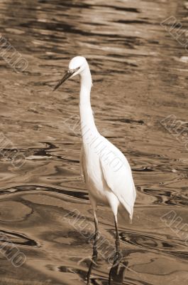 Crane Bird closeup sepia