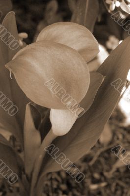 Purple Flower sepia