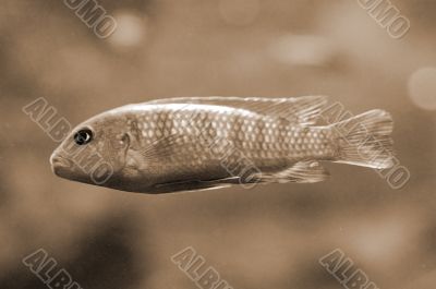 Yellow Fish in Aquarium sepia